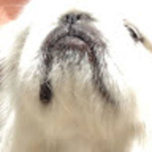 Meet your Posher, Ji